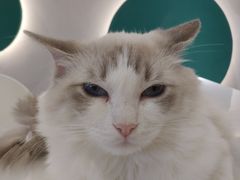 -飞行喵MR PILOT|猫舍·猫咖(静安大融城店)