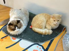 -COLOR PETS 撸猫馆·购猫·猫咖(长风大悦城店)