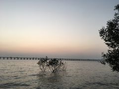 -宝安西湾红树林湿地公园