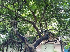 -小洲村