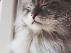 -宠爱国际动物医院·消化内科·心肾内科·ISFM猫友好(望京店)