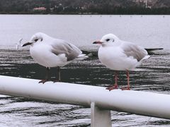 -海埂大坝
