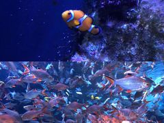 -成都浩海立方海洋公园