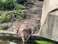 -阿提斯皇家动物园