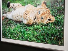 -罗红摄影艺术馆