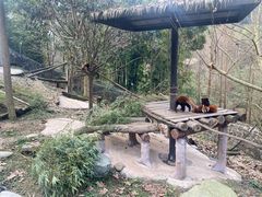-都江堰中华大熊猫苑