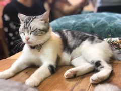 -李小姐の猫咖啡馆(五角场店)