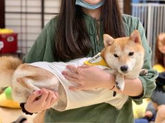 -逗柴咖啡屋·狗咖猫咖宠物桌游