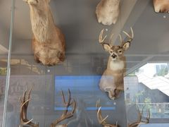 -陕西自然博物馆