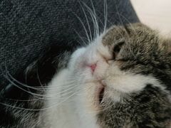 -喵园·猫主题咖啡厅·撸猫·猫咖(国贸店)