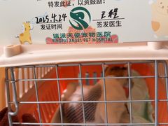 -瑞派天使宠物医院·神经外科·骨科·核磁(洛川中路店)