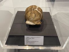 -北京周口店北京人遗址博物馆