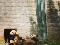 -都江堰中华大熊猫苑