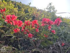 -大罗山风景区