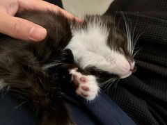 -天使宠物医院·犬猫分诊(彩虹店)