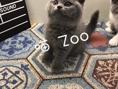 -喵zoo家庭繁育猫舍(尖东智能花园店)