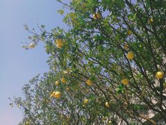 -古德寺素菜馆