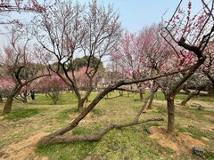 -无锡梅园公园