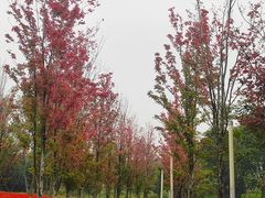 -白鹭湾湿地公园