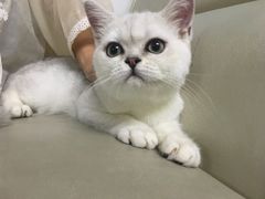 -lincat·猫舍(广州店)