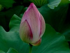 -陈家山荷花公园