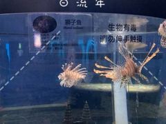 -渡海小渔村.老辈日照菜