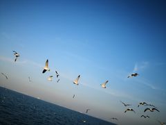 -玖鲜小笼(中山广场店)