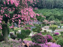 -东莞植物园
