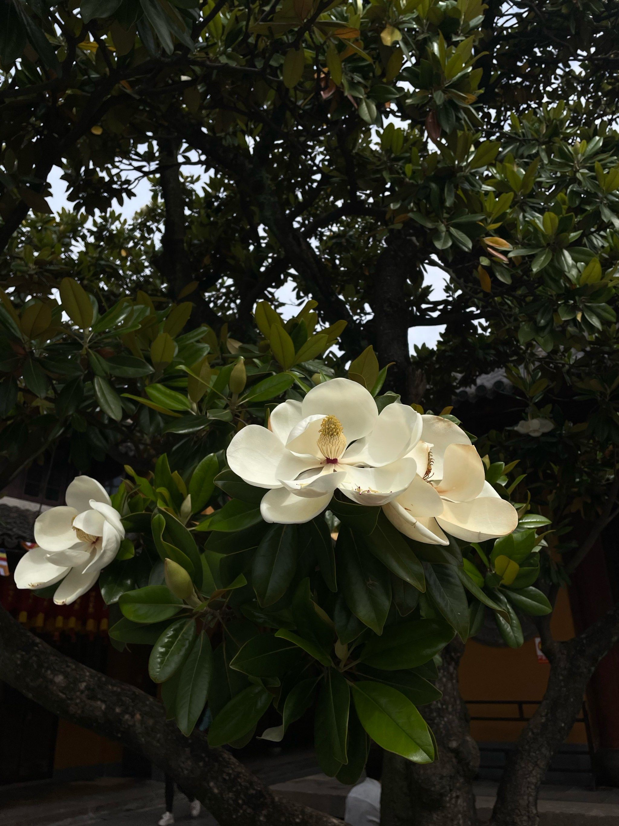 小狗
看小猫
惬意呀
#这届年轻人开始流行寺庙旅游 
#玉兰花