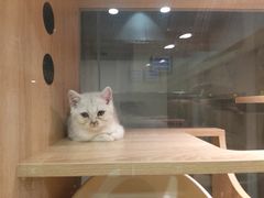 -BABIT巴比特宠物(MOMOPARK店)