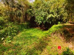 -广东茂名森林公园