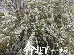 -八大山人梅湖景区