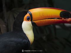 -广州长隆野生动物世界