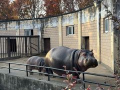 -合肥野生动物园