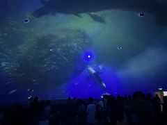 -烟台海昌鲸鲨海洋公园