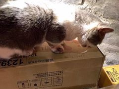 -猫色咖啡·猫咖