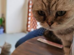 -猫友咖啡店(玉林西路店)