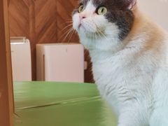 -MOCHA明星猫咖(田子坊店)