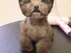-宠爱多约克夏马尔济斯泰迪小型犬专卖