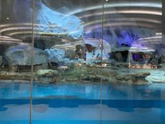 -帝企鹅自助餐厅•儿童岛•真企鹅(长隆企鹅酒店)