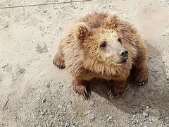 -新疆天山野生动物园