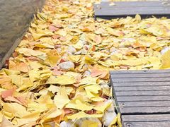 -自如ZSPACE四合院艺术餐厅