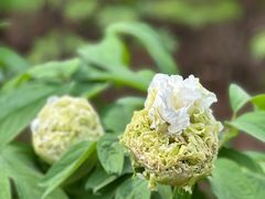 -洛阳市隋唐城遗址植物园