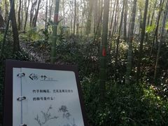 -镇江市南山风景名胜区竹林景区