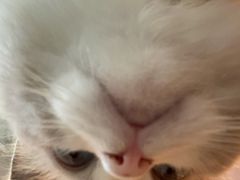 -猫咪派对(江南西店)