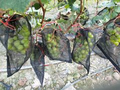 -新塘水果乐园(东洲大道店)