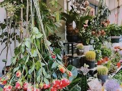 -溪岸路花鸟市场