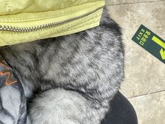 -美联众合动物医院·24h转诊中心