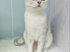 -纳吉亚猫专科动物医院·北北分院