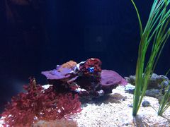 -西雅图水族馆